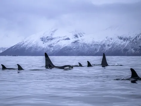 Orca group in winter in Tromso region
