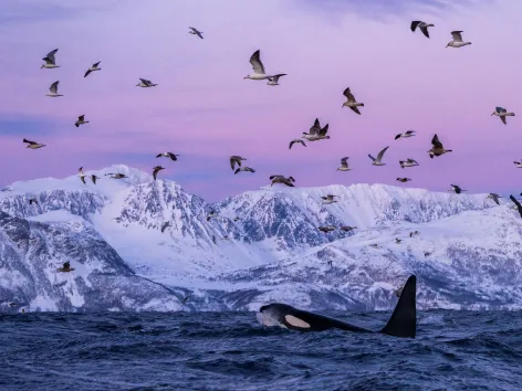 Spekkhoggere ser opp fra bølgene mot fuglene i Skjervøy