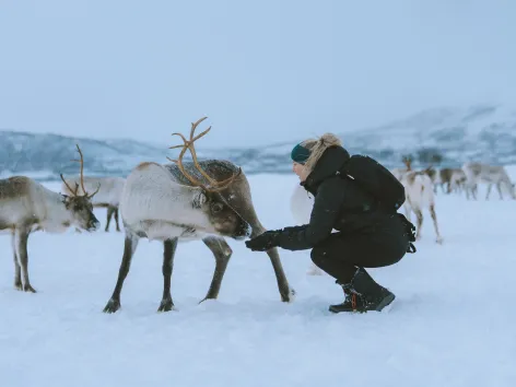 A lady interacting with a reindeer during winter in the Tromso region