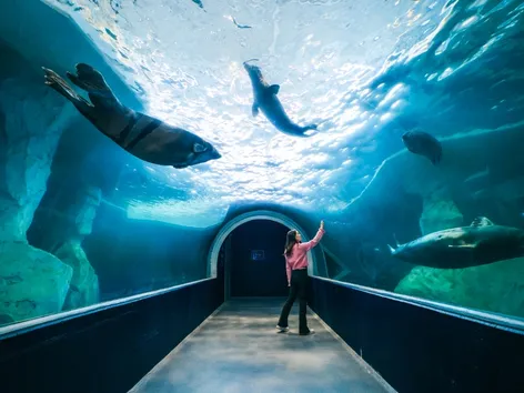 Tunnel under the seal pool at Polaria aquarium in Tromsø.