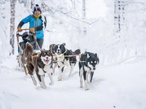 Huskyer som trekker en slede