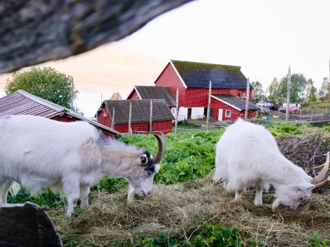Geiter på en gård
