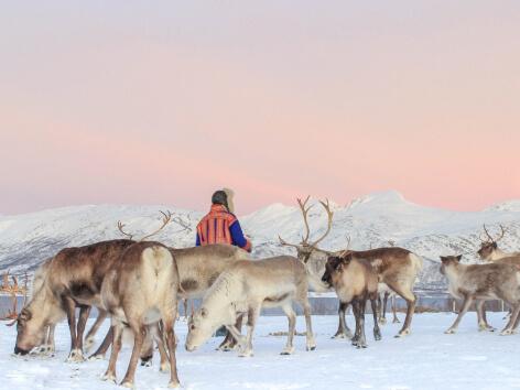 Tromsø arktiske reinsdyr vinter