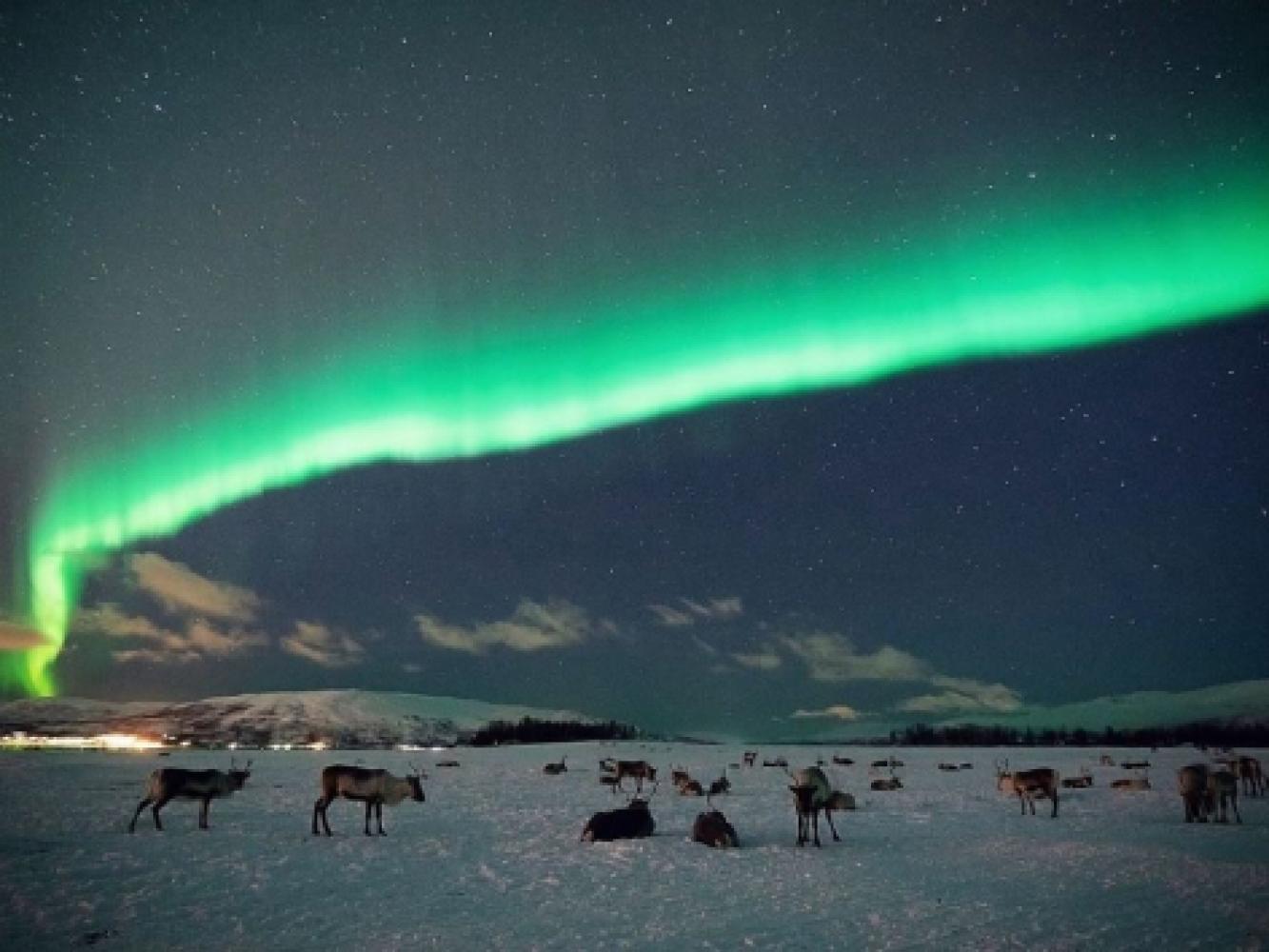 Northern lights and reindeer in Tromsø