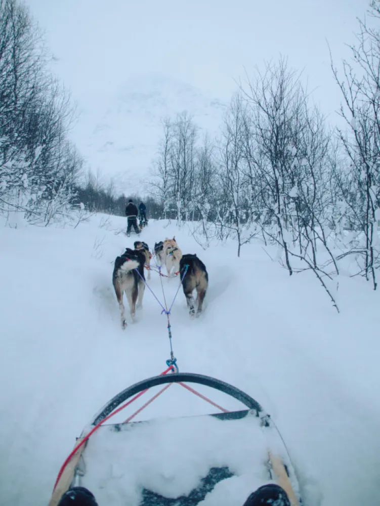 Dog sledding in winter landscape in Tromso