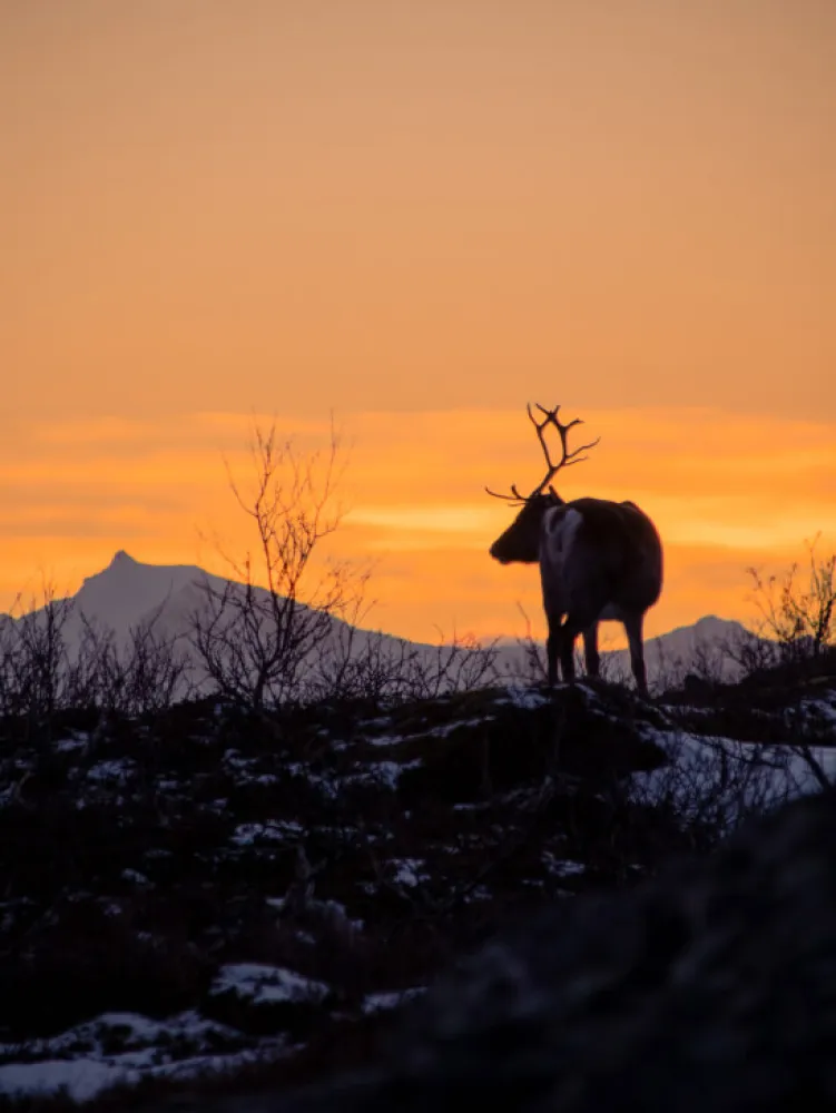 Reindeer in winter sunset in Tromso, Northern Norway