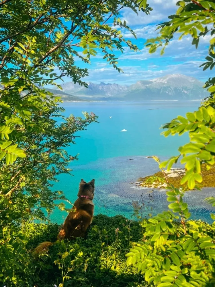 A dog enjoying the view of Arctic landscape in the Tromsø region in summer.