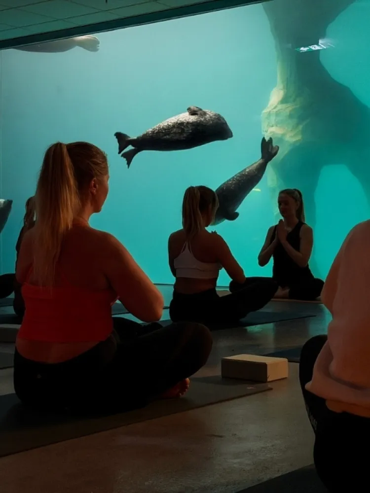 Arctic yoga by the seal pool at Polaria in Tromsø. 