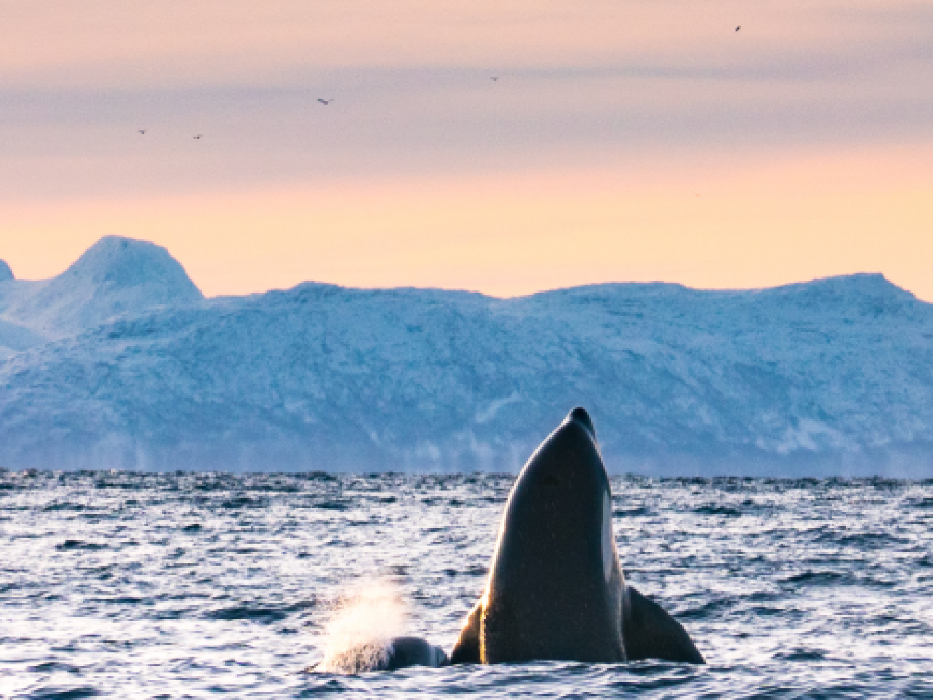 Orca spyhopping in Skjervøy