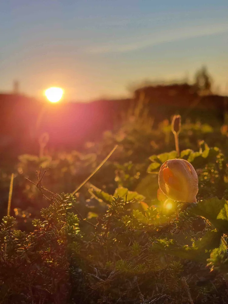 Cloudberries in Tromsø
