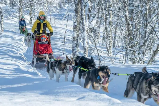 Gjester med hundesleder i arktisk natur