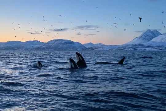 Whale Safari from Skjervøy