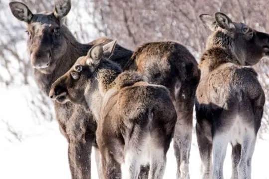 Moose flock
