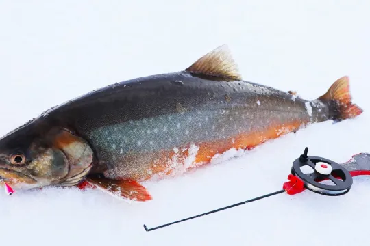 Fish and ice fishing equipment on the frozen lake during a winter activity in the Tromsø region.