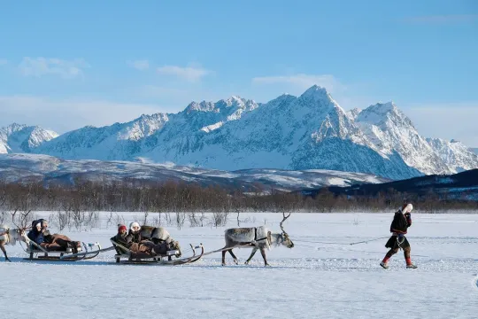 A Sami guide leading a reindeer sled