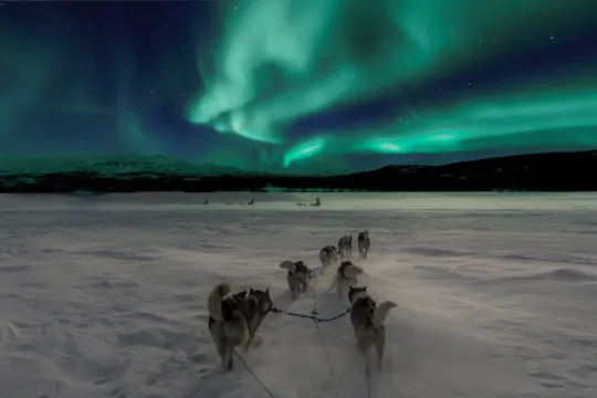 Dog sledding with huskies under the northern lights in the Tromso region