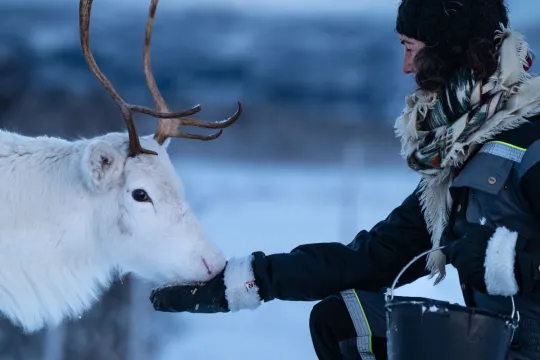 Person mater hvit reinsdyr i snødekt landskap.