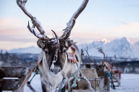 Rein med slede i snødekt landskap.
