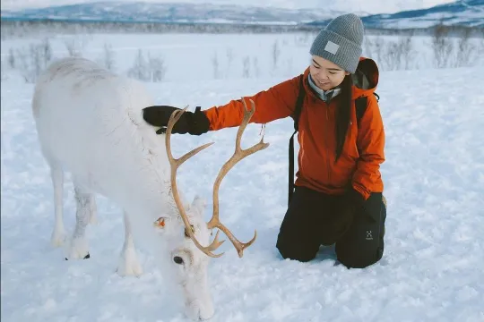Person i rød jakke klapper hvit reinsdyr i snødekt landskap.