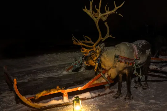 Reinsdyr ved slede og lykt i snødekt nattelandskap.