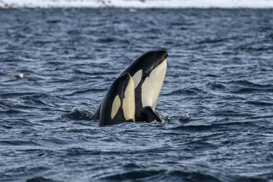 A whale in the sea