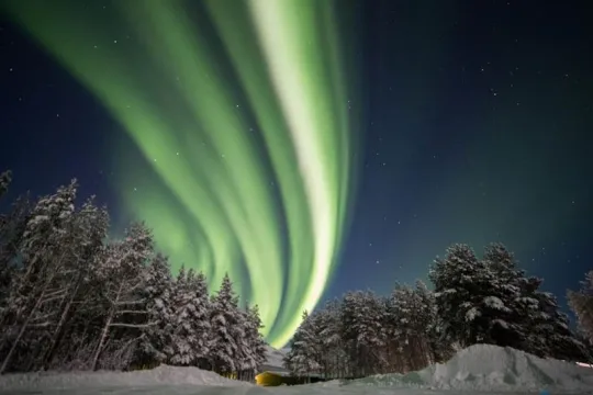Northern Lights over a forest