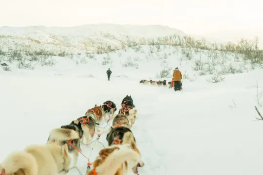 Dog sledding in Tromsø 