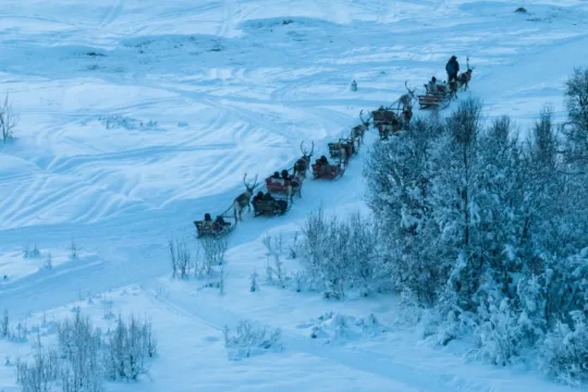 Multiple reindeer sleds with reindeer