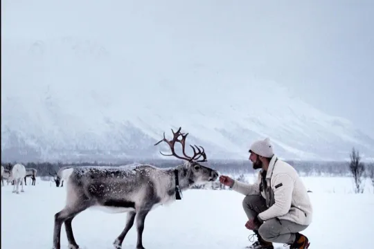 Guest feeding a reindeer in a snowy winter landscape during an experience with Tromsø Lapland near Tromsø.
