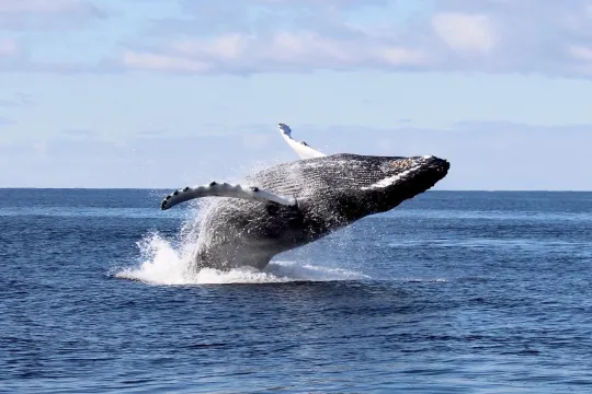 Hval hopper på fjorden