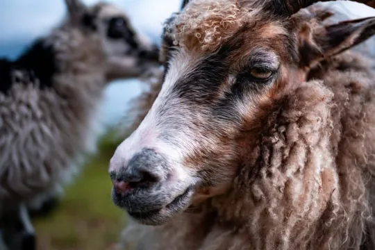 Sauer og geiter på gården
