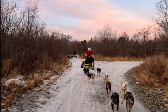 Sled tour with wheels through the autumn colours
