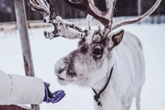 Guest feeding Reindeer