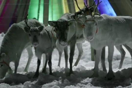 Samll group of reindeer