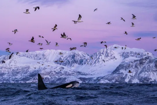 Orca comes up to the surface to watch birds