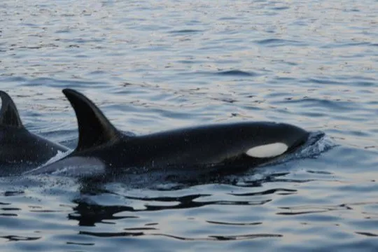 To Spekkhoggere i vannoverflaten