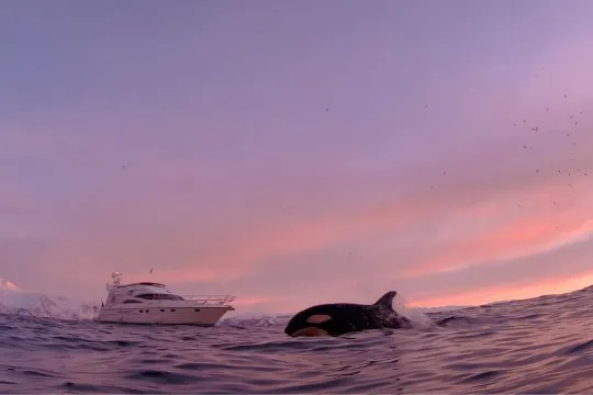 Hvalsafari på Leah William