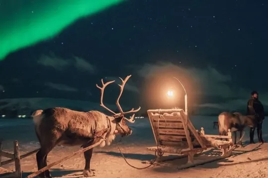 Reinsdyrslede og nordlys