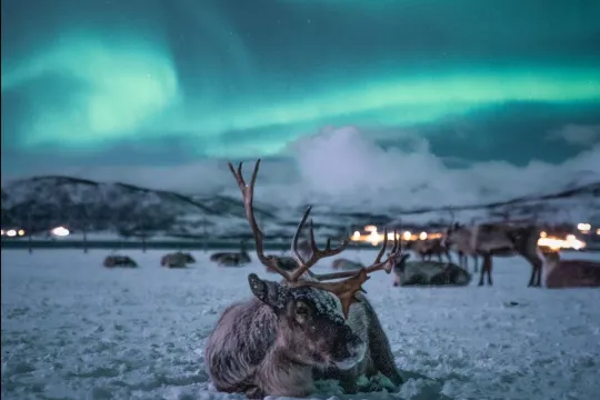 Reinsdyr og nordlys