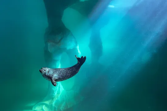 En sæl under vannet