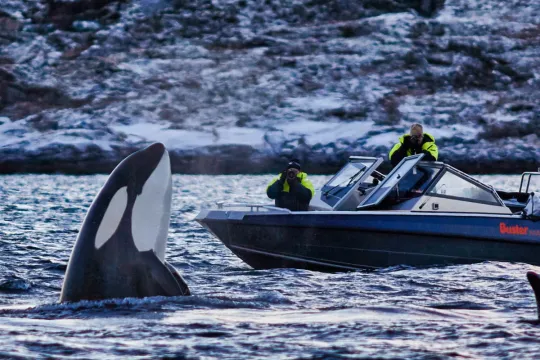 Orca saying hi to a rib boat