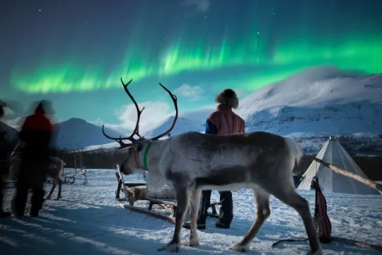 Reindeer and people watching the Northern Lights