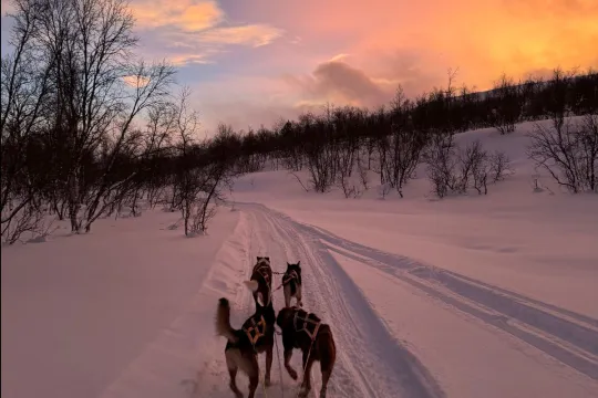 Hundesledetur på ettermiddagen