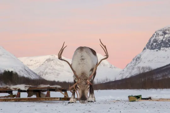 Reindeer bows and stares straight at the camera