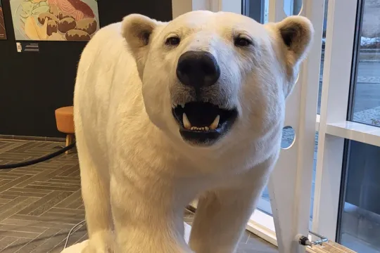 A stuffed polar bear in a museum