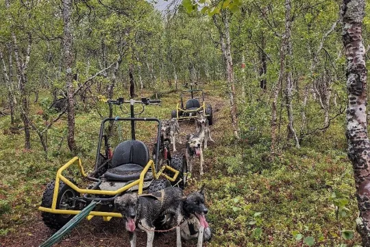 Flere sledevogner og hunder i skogen

Flere sledevogner som blir trukket av hunder

Gjester på sleder med starten på vinterlandskapet i bakgrunnen

En person som leker med to huskyer

En gjest på en Several sled carts and dogs in the forest