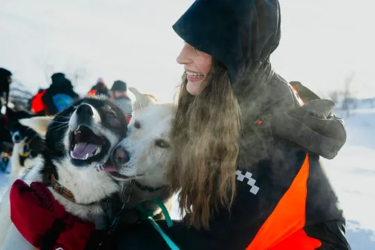 Gjest hilser på huskyene ved campen i Skibotndalen