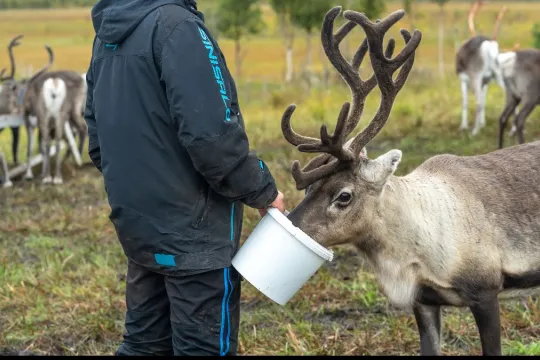 Reindeer Feeding and Sami Culture in Autumn - 1pm departure