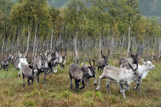 Reindeer Feeding and Sámi Culture – Autumn