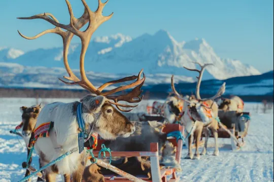 Reindeer in a snowy winter landscape at Tromsø Lapland, ready for a reindeer sledding experience near Tromsø.